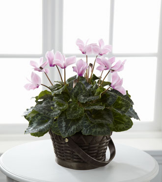 FTD® Pink Cyclamen
