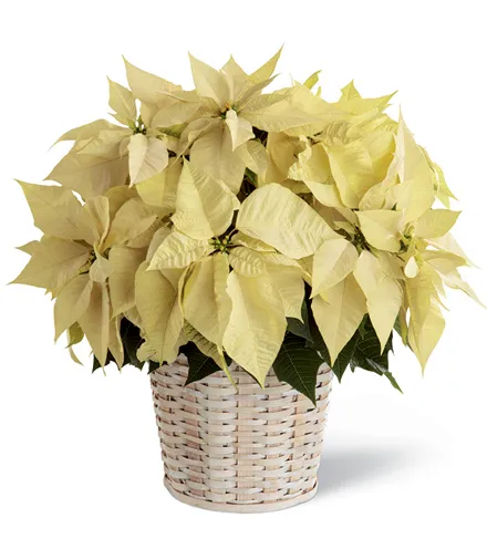 White Poinsettia
