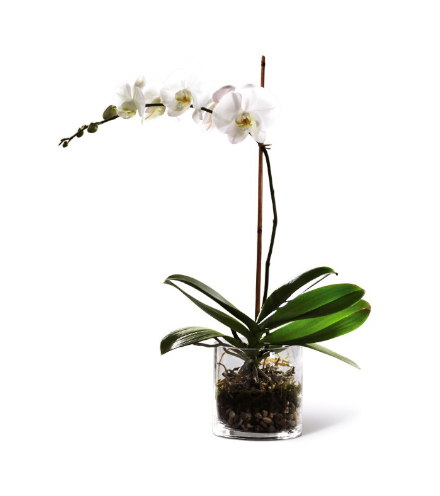 FTD® White Orchid Planter