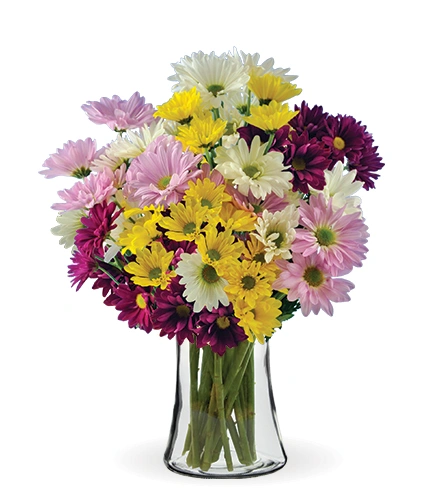 Daisy Smiles | Blooms Today