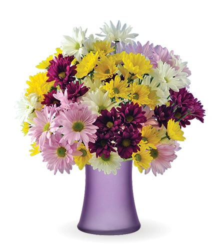 Daisy Smiles | Blooms Today