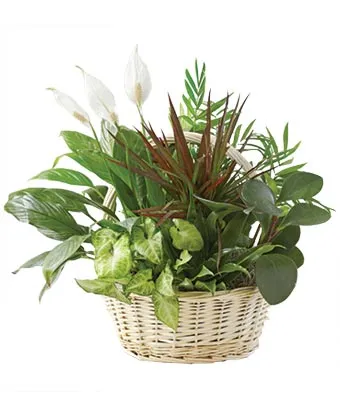 Classic Dish Garden