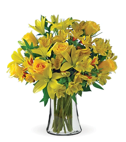 Lemon 52、53、85 Citrus Smiles | Blooms Today