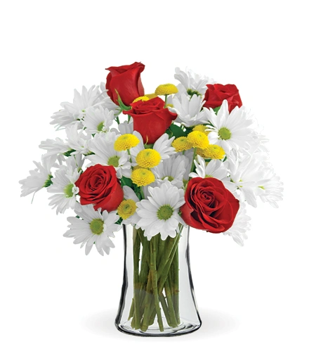 Dash of Daisy | Blooms Today