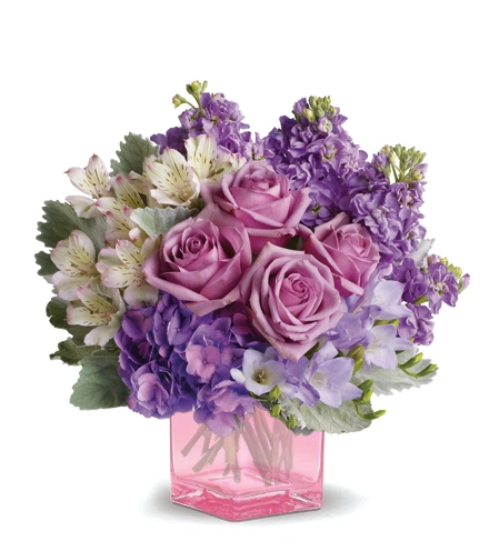 Sweet as Sugar | Blooms Today