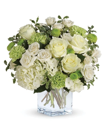 Shining On | Blooms Today