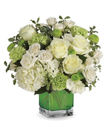Shining On | Blooms Today