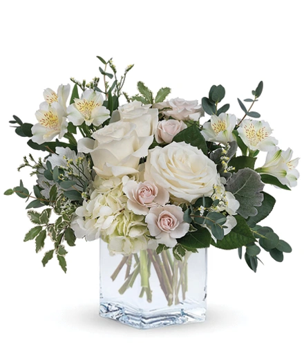 Pure Grace | Blooms Today | Blooms Today